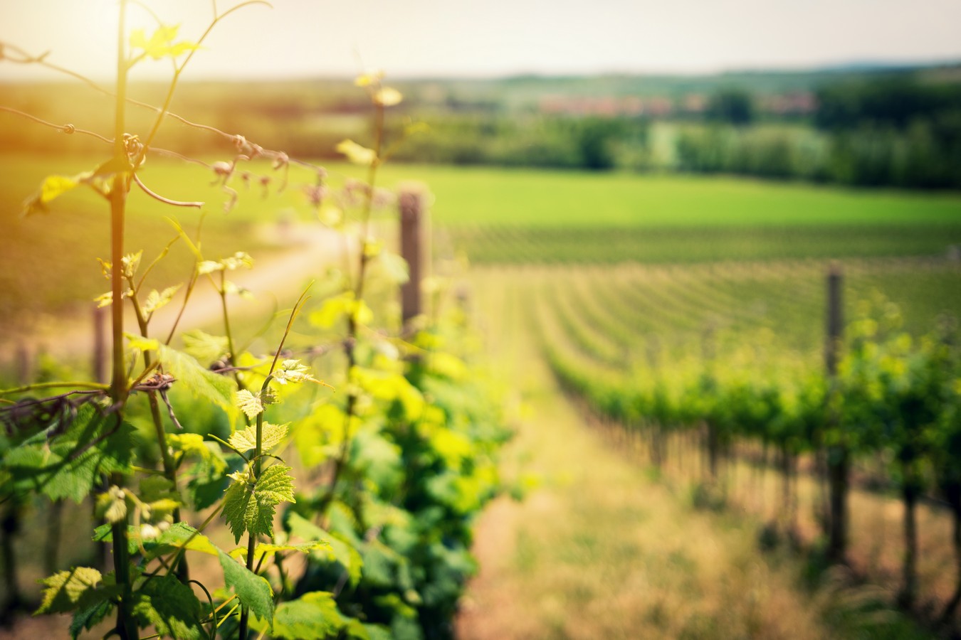Razgled na vinograd